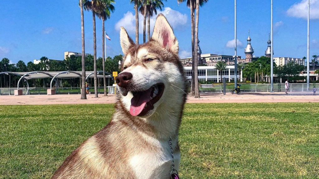 Smiling dog at a Tampa park photo