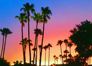 Photo of silhouette of palm trees