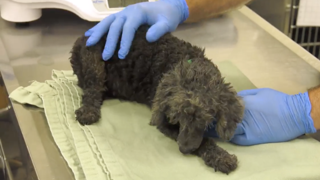 Small dog is inspected by vets after rescue