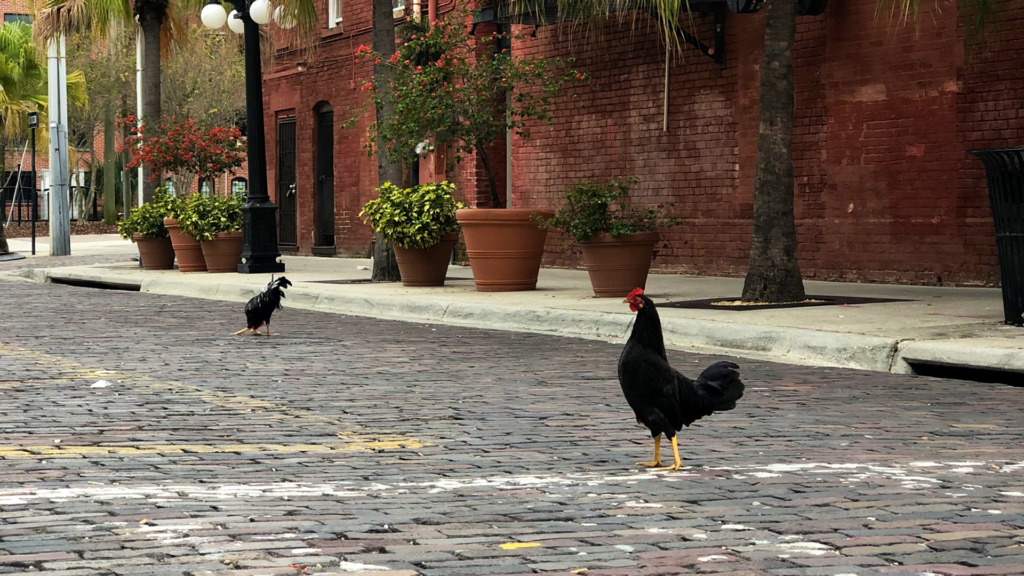 Hotel Haya announces Chicken Yoga in Ybor City - That's So Tampa