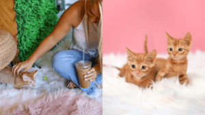 two small kittens on a white fluffy rug. A kitten being pet by a women on the floor of a cafe