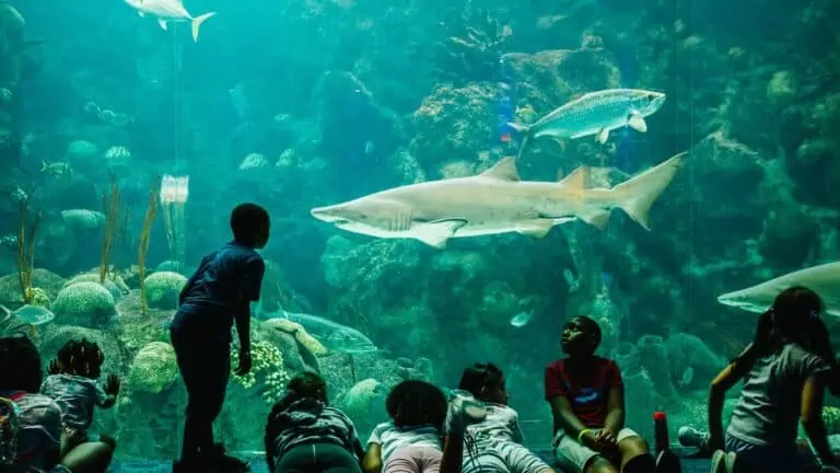 A group of kids watch as a shark swims in side a large illuminated tank