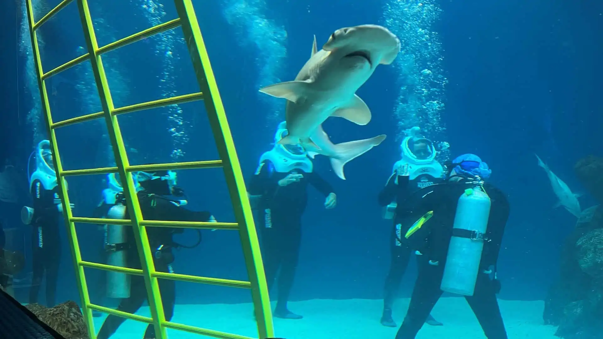 a group of divers in a tank surrounded by marine life. A yellow ladder is inside the tank