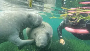 Two manatee swim next to each other. A snorkeler in a wet suit floats near them