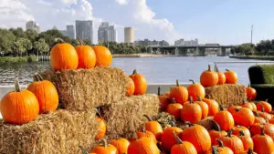 pumpkins set on hay in front of a river with a skyline visible in the background.
