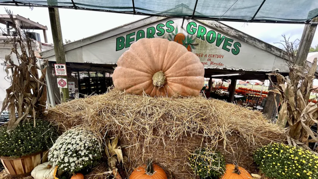 a large pumpkin on display at a farm
