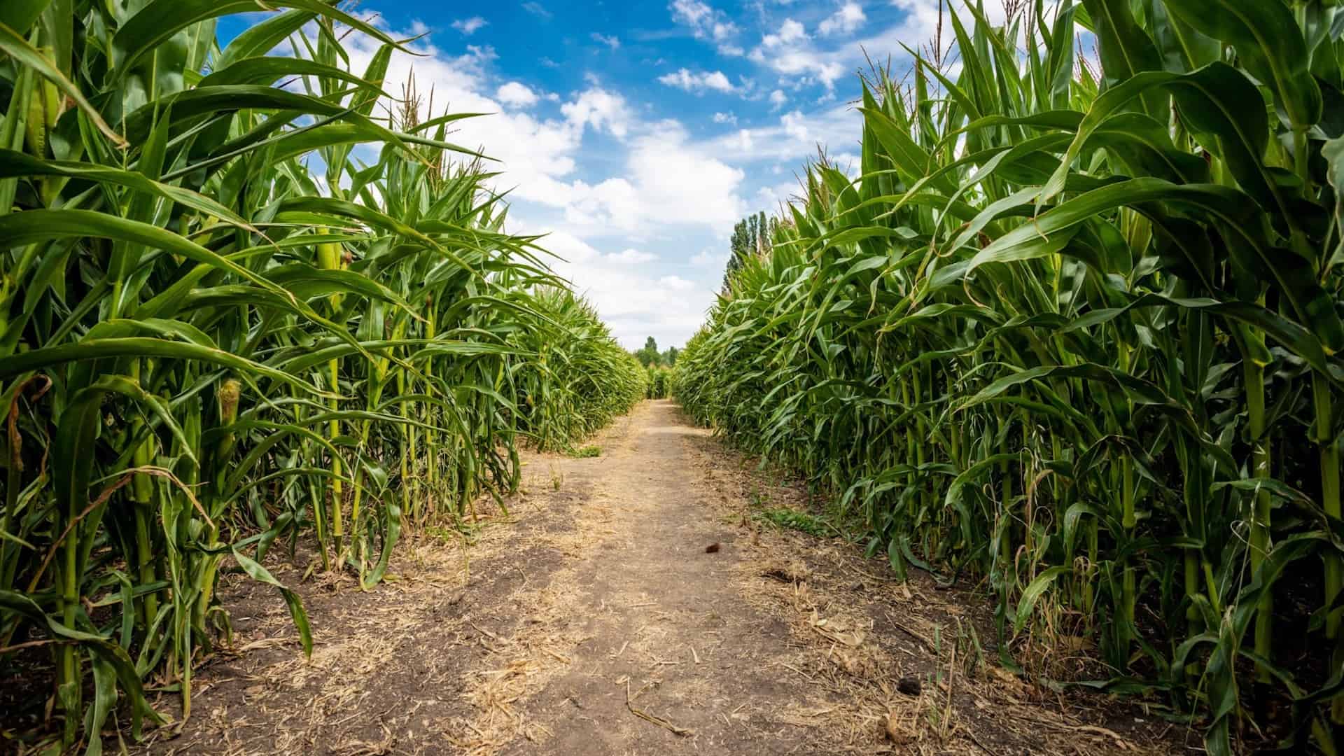 Corky's Corn Maze debuts in Plant City - That's So Tampa