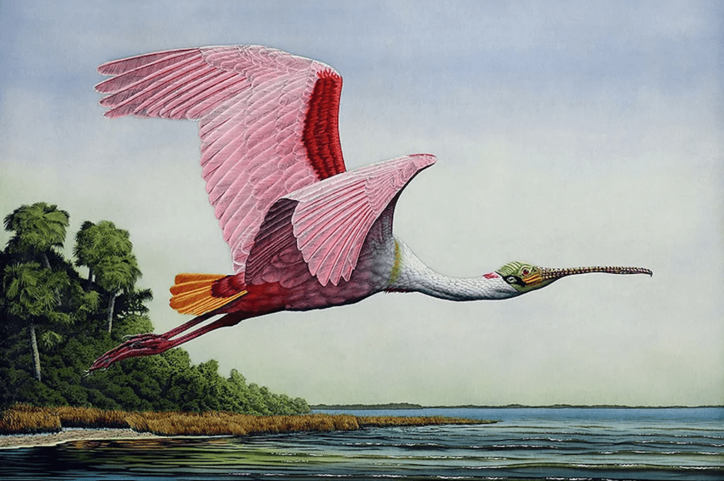 Etching of a spoonbill in flight over water. An island is in the background of the etching. 