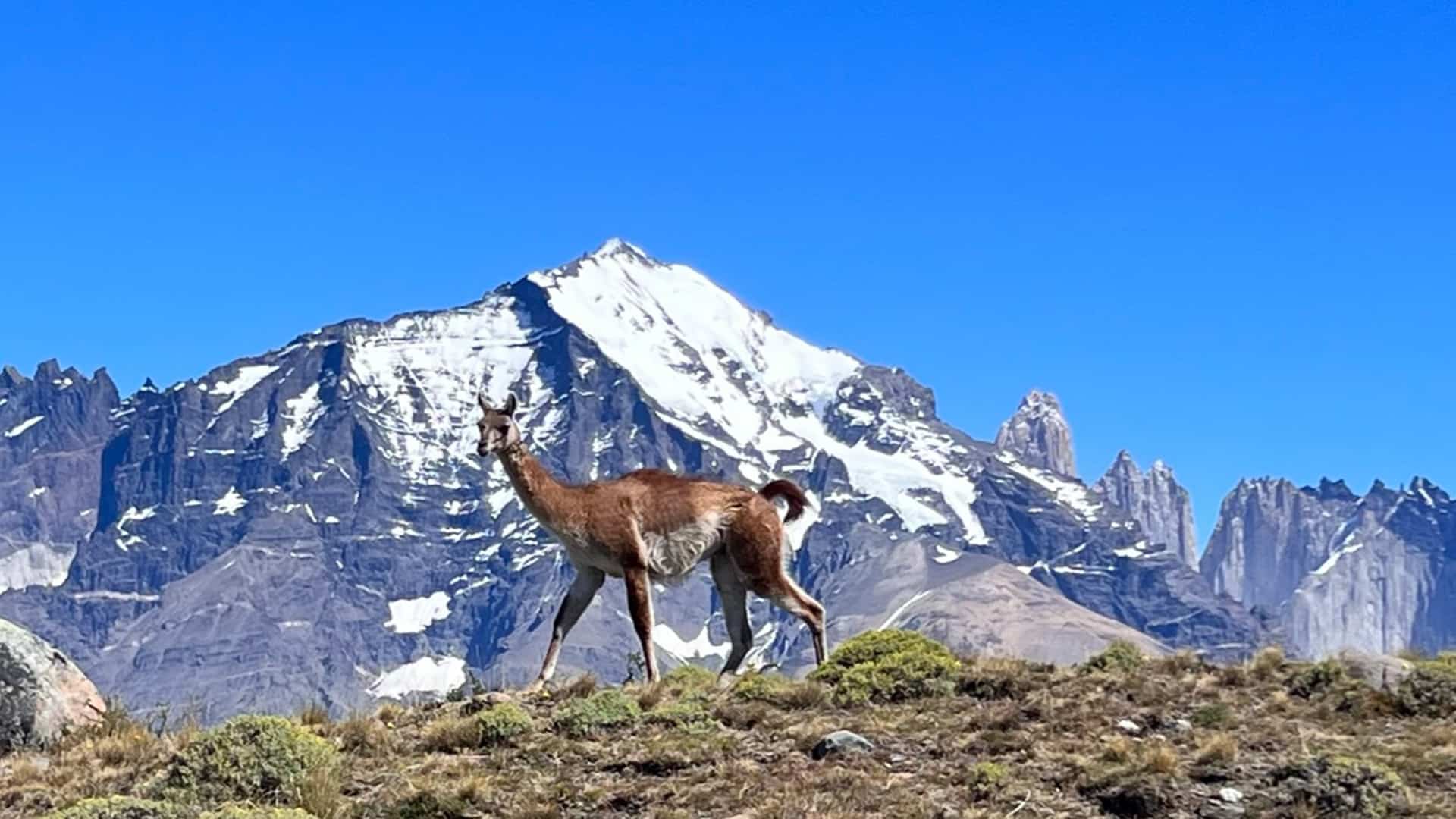 Guanaco on a hill with glaciers in the background
