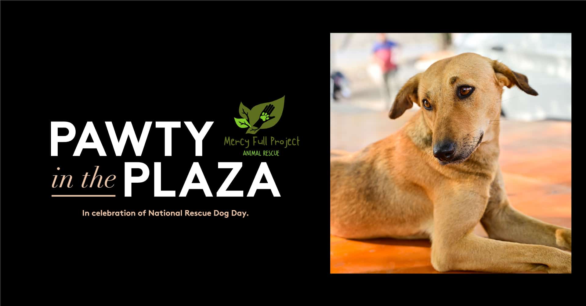 Pawty in the Plaza