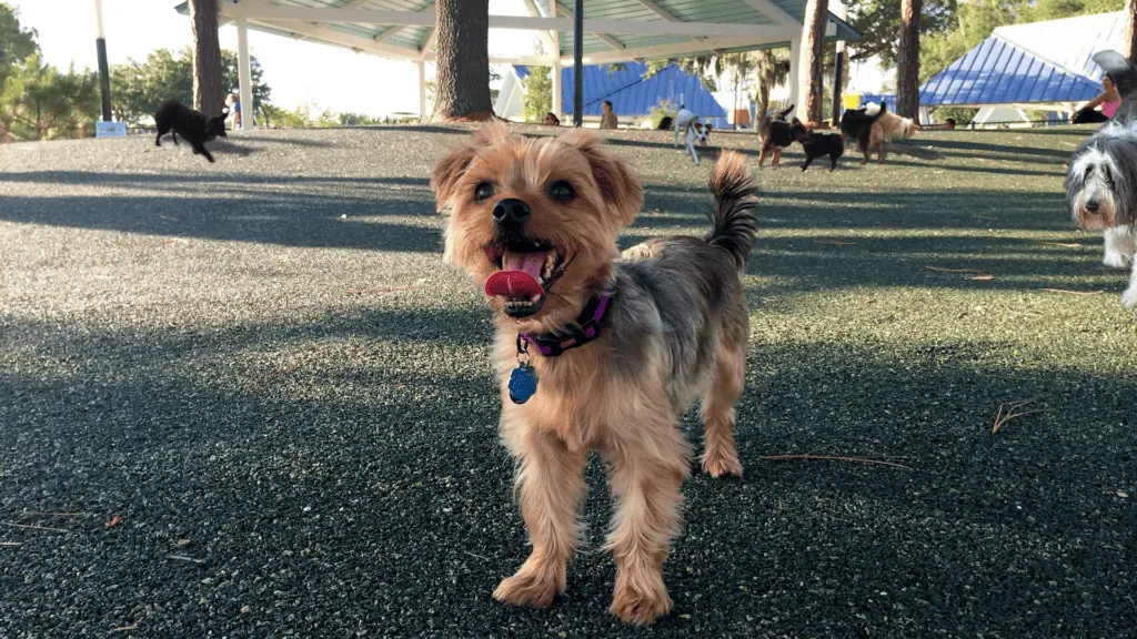 dog standing in a park smiling