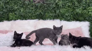 three kitten lined up on pink cushions