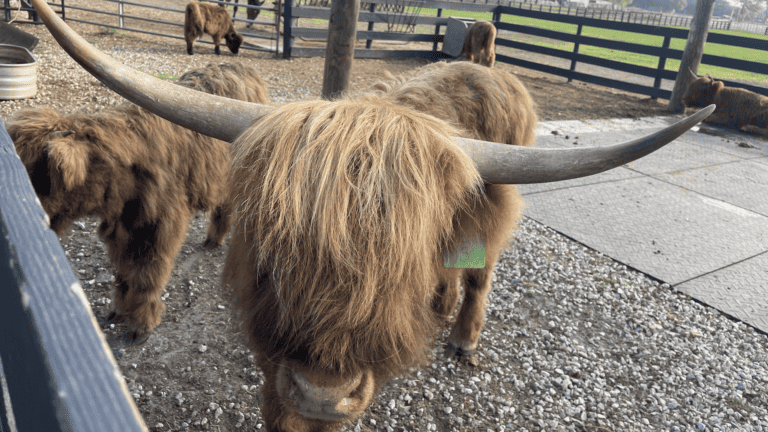 a fluffy horned highland cow