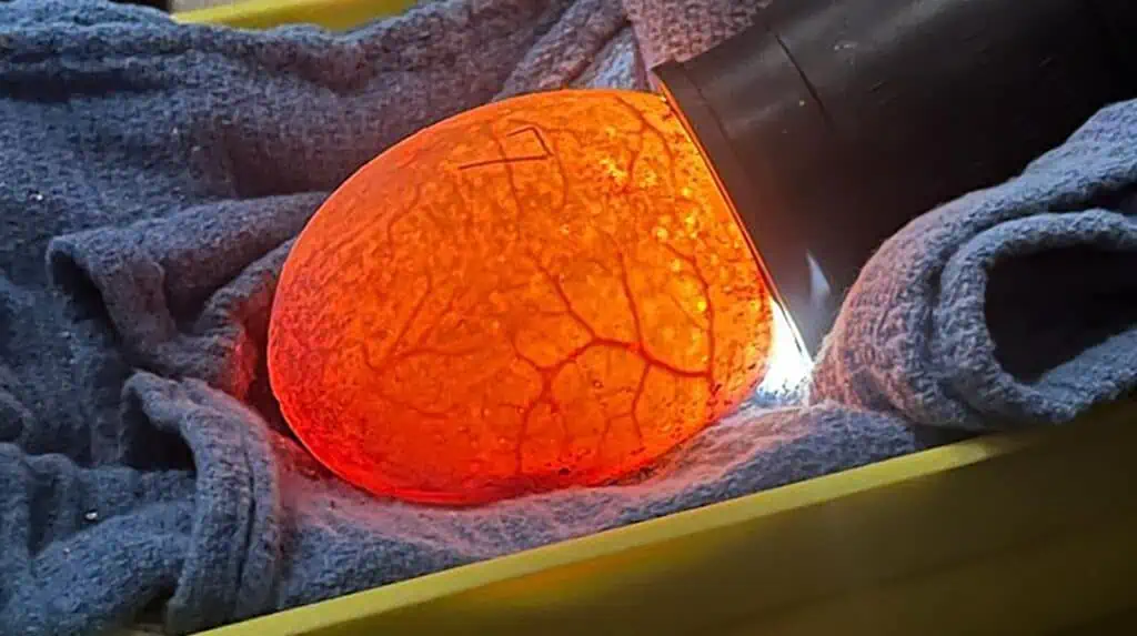 a Komodo dragon egg ready to hatch. It's glowing red under a bright light
