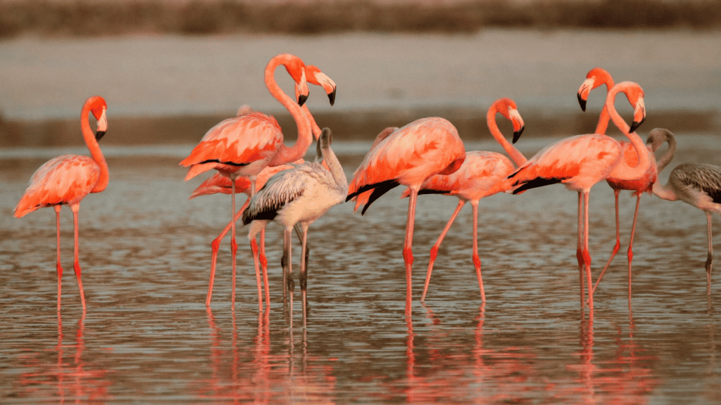 Multiple flamingos standing on the beach