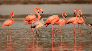 Multiple flamingos standing on the beach