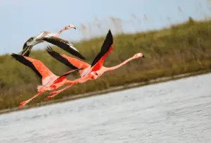 flamingos flying over water