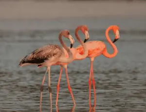 Three flamingos standing in the water