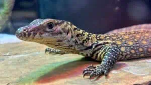 a Komodo dragon staring at the camera