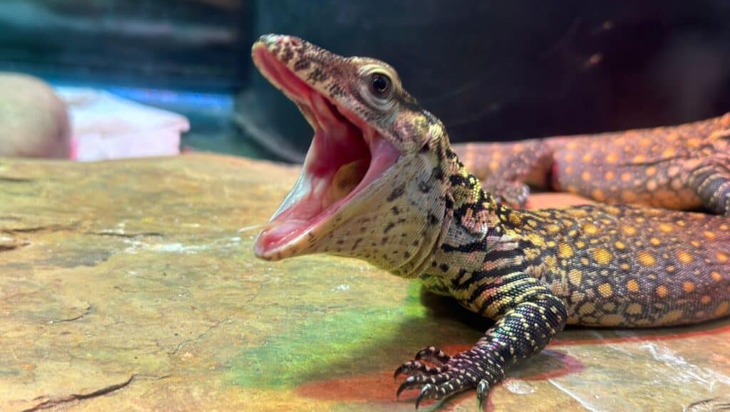 one Komodo dragon opening its mouth wide