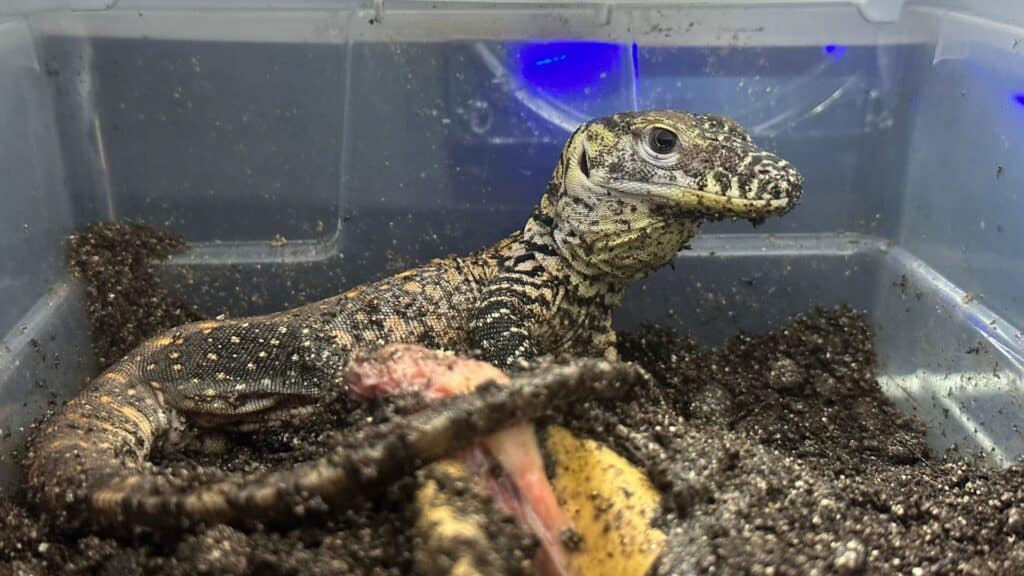 a Komodo dragon resting in a container after hatching