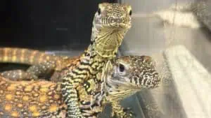 two Komodo dragons staring at a camera
