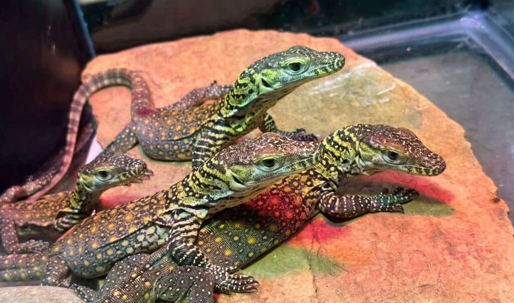 multiple Komodo dragons walking on a rock under a light in a lab