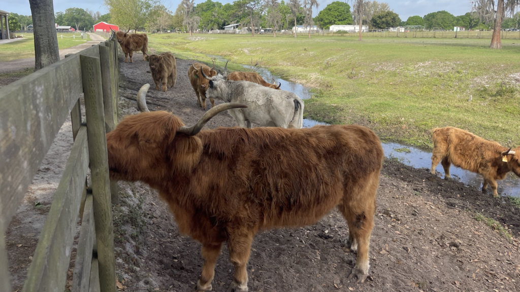 An array of fuzzy highland cows on a farm