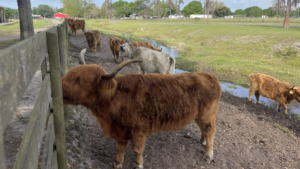 An array of fuzzy highland cows on a farm