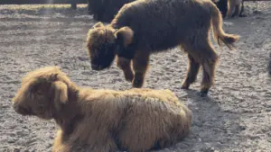 two fuzzy highland cows. One is laying down, the other is bending down.
