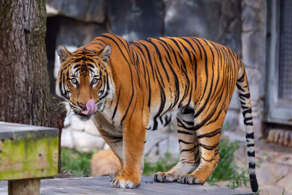 A tiger at a zoo 