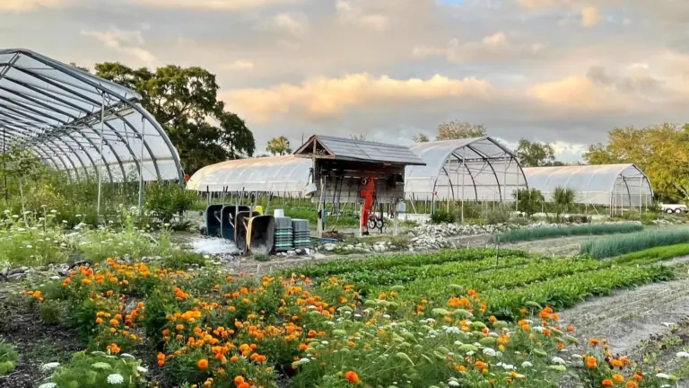 an organic vegetable farm at sunset