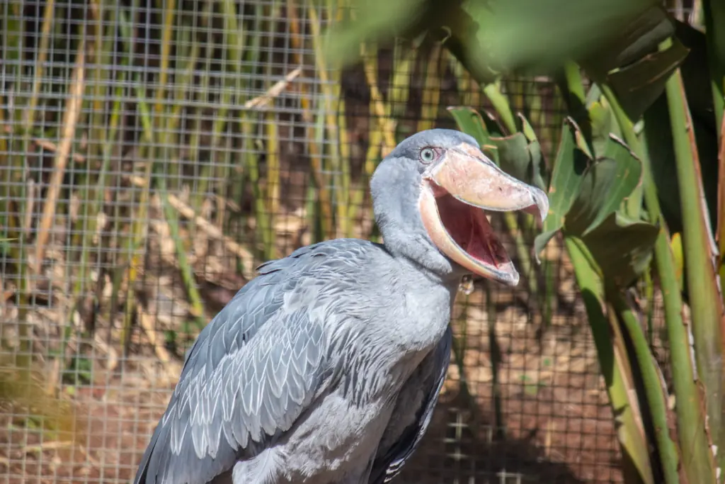 a shoebill stork with its beak open inside an enclosure