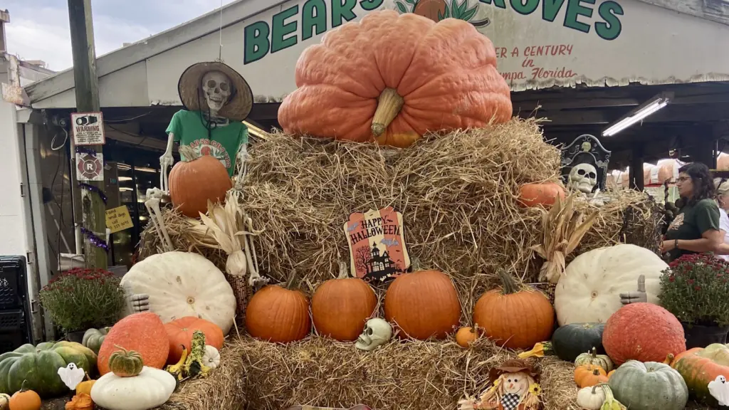 giant pumpkins displayed on hay stacks