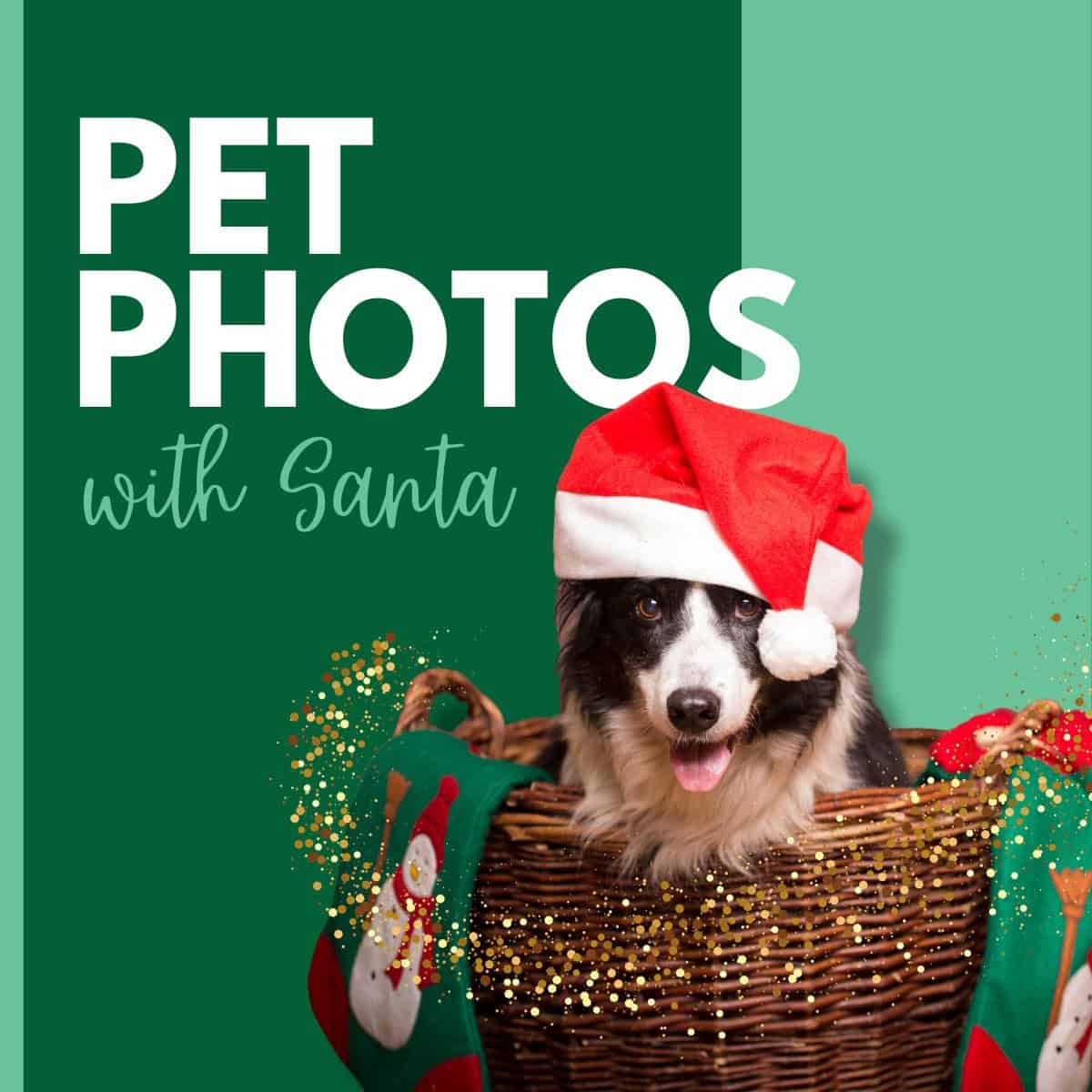 pet-photos-that-s-so-tampa