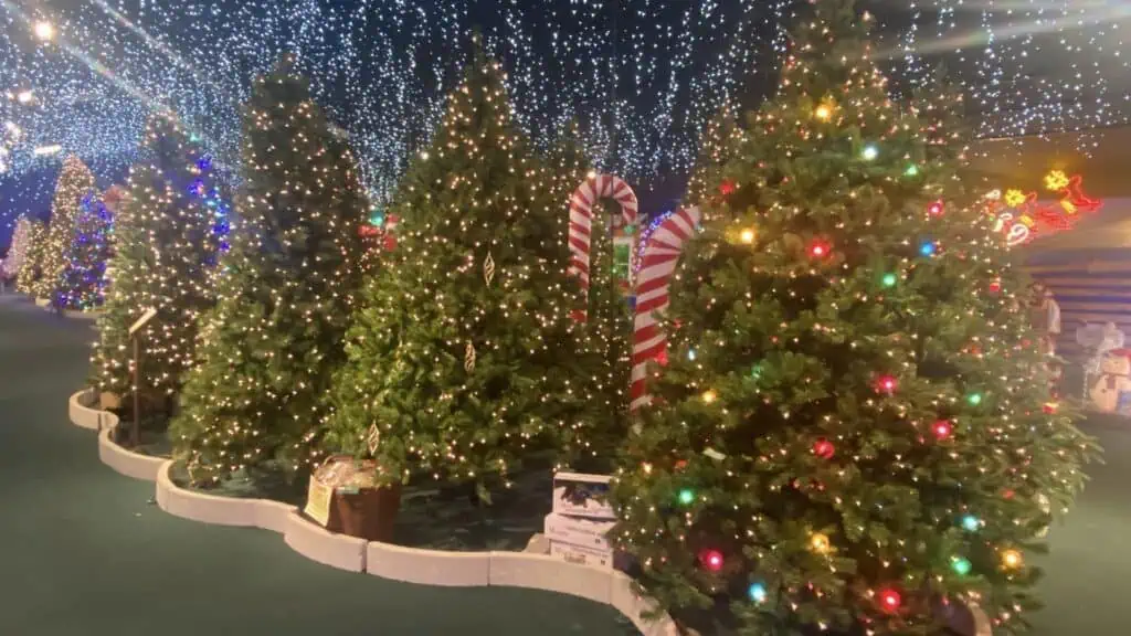 Christmas trees lined up inside a store