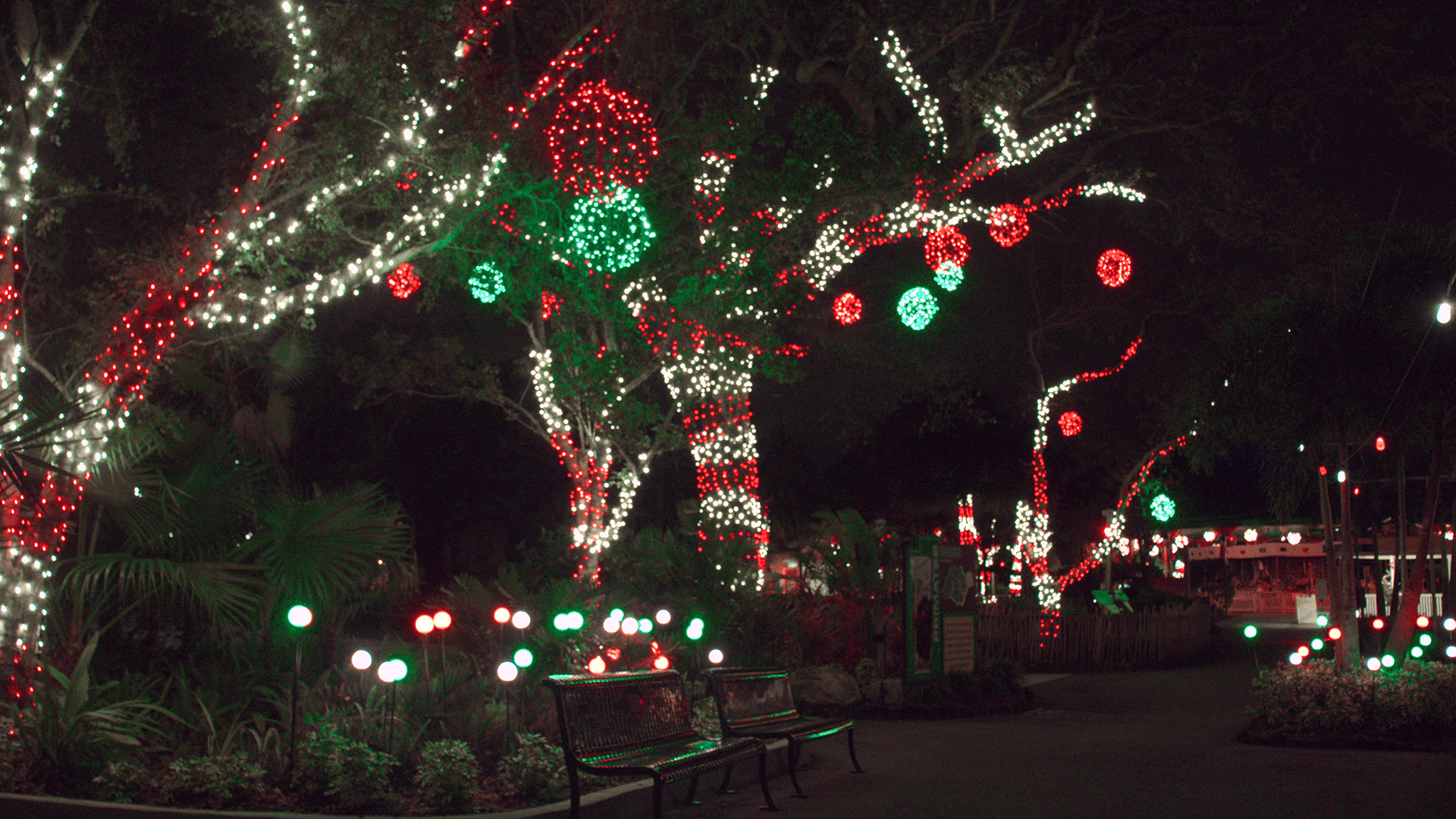 ZooTampaChristmasLights That's So Tampa