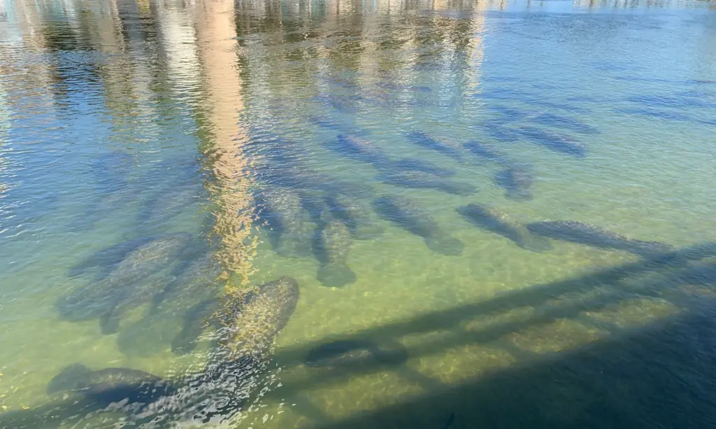 manatees gather in the water in Tampa Bay