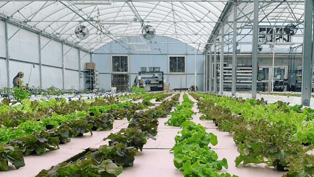 rows of produce growing inside a greenhouse