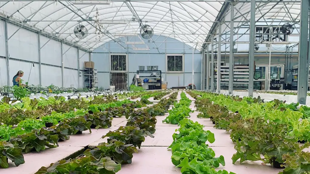 rows of produce growing inside a greenhouse