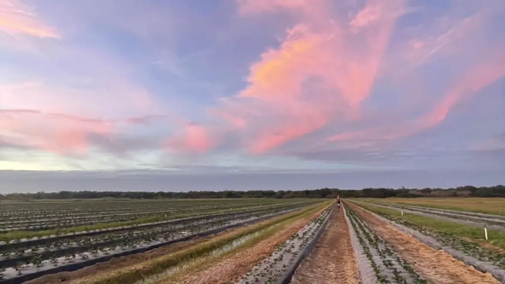 a strawberry field at sunset