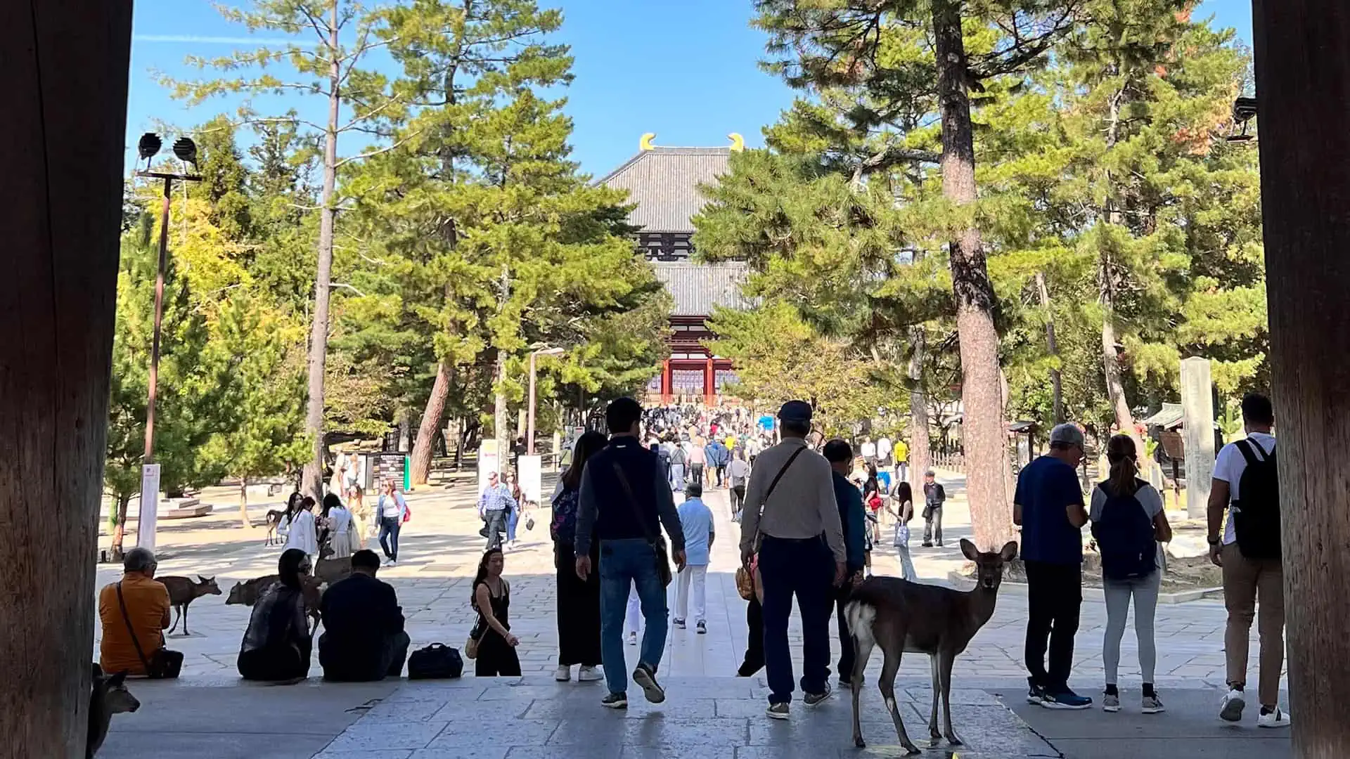 Tourists and a deer walking through Nara Park