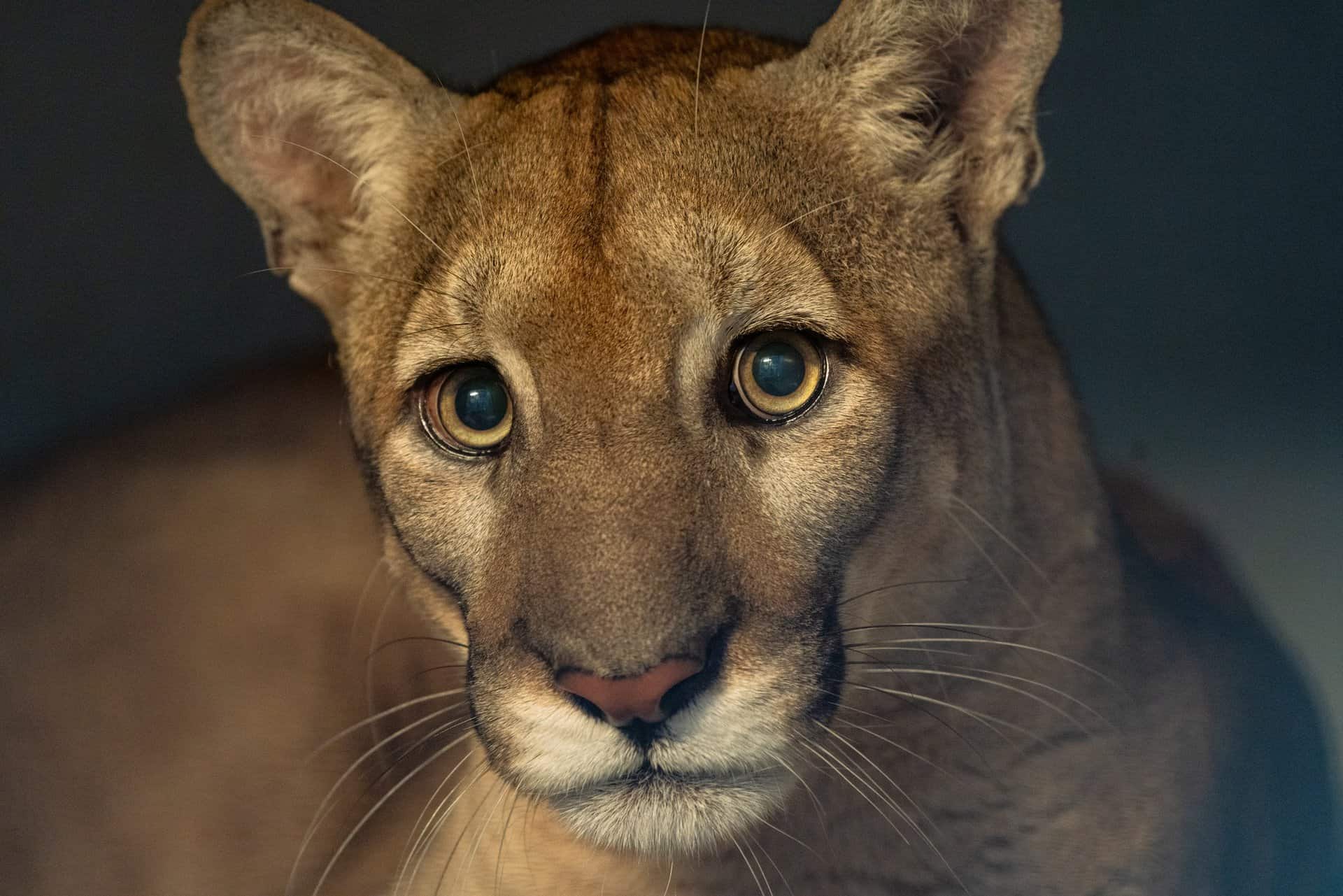 a florida panther stares into the camera
