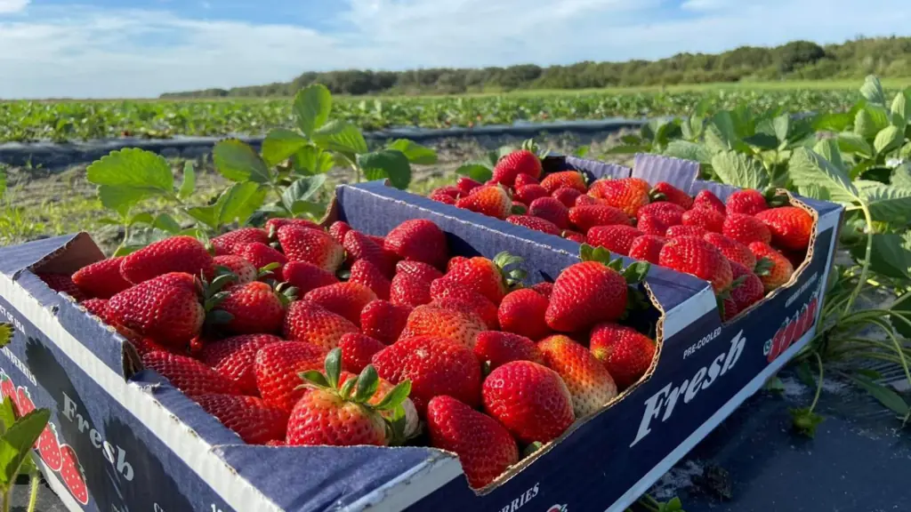 strawberries in a box on a field