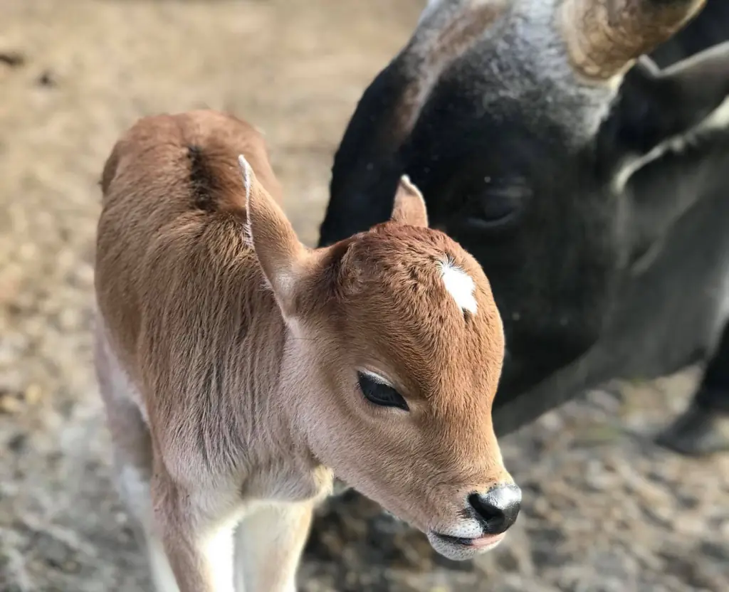 a calf on a farm