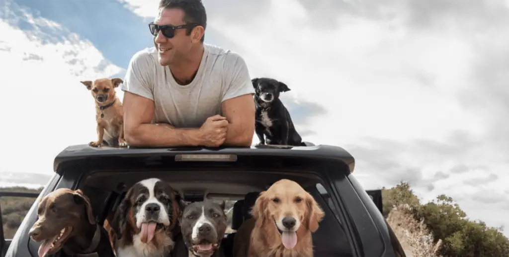 a person in sunglasses in a car  with multiple dogs