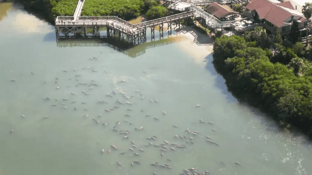 aerial view of manatees approaching a dock