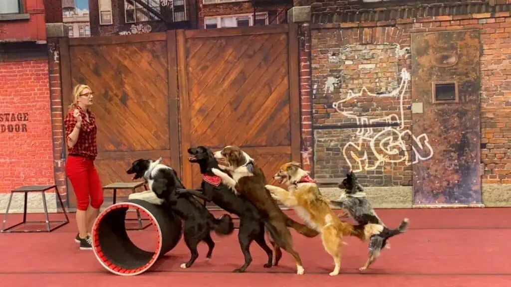 dogs performing on stage with a trainer