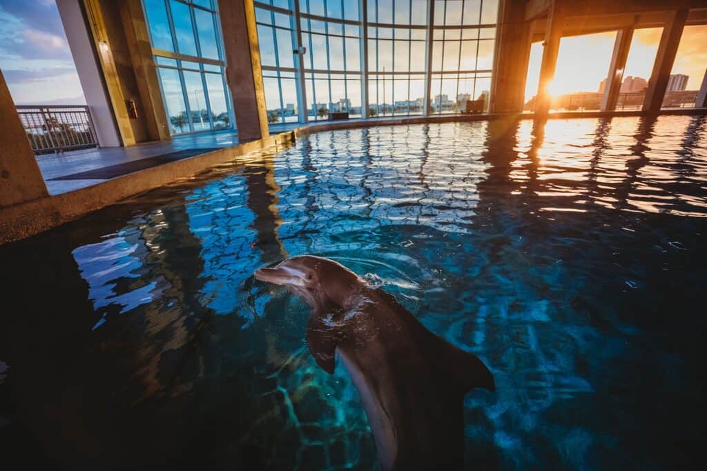 dolphin swimming in the water at sunset