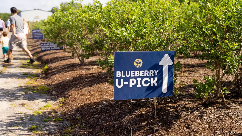 a blueberry field wit ha sign posted for u-pick now open